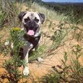 Dog in sand