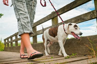 Lady walking dog